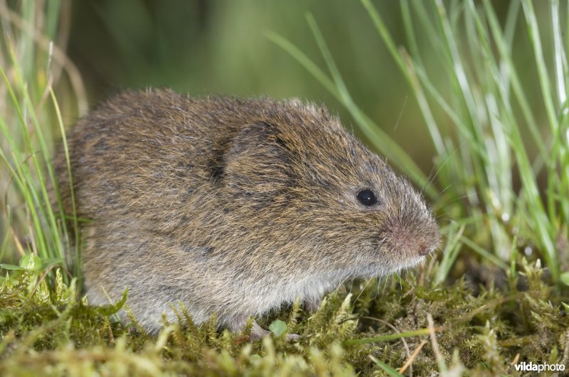 Aardmuis in het gras