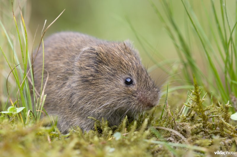 Aardmuis