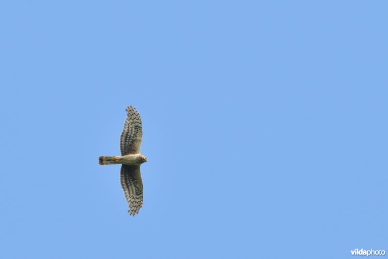 Blauwe Kiekendief in vlucht