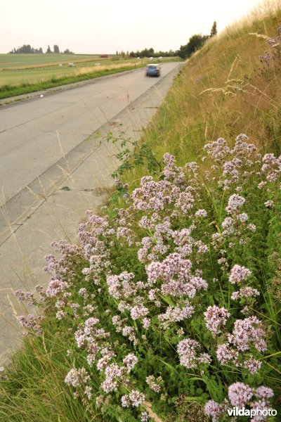 Wilde marjolein in wegberm