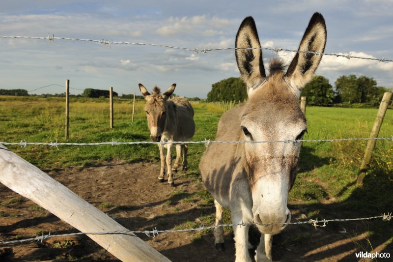 Ezels in de Blankaart