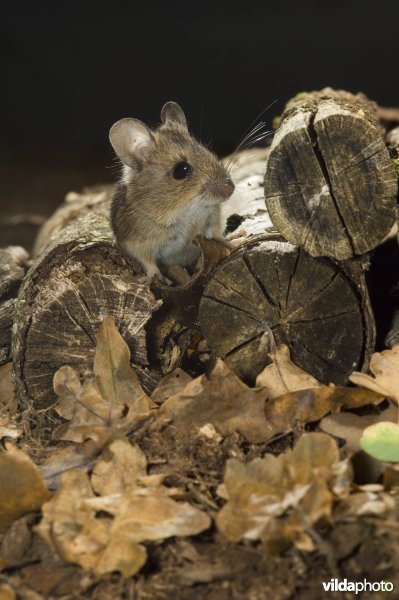 Bosmuis tussen boomstammetjes