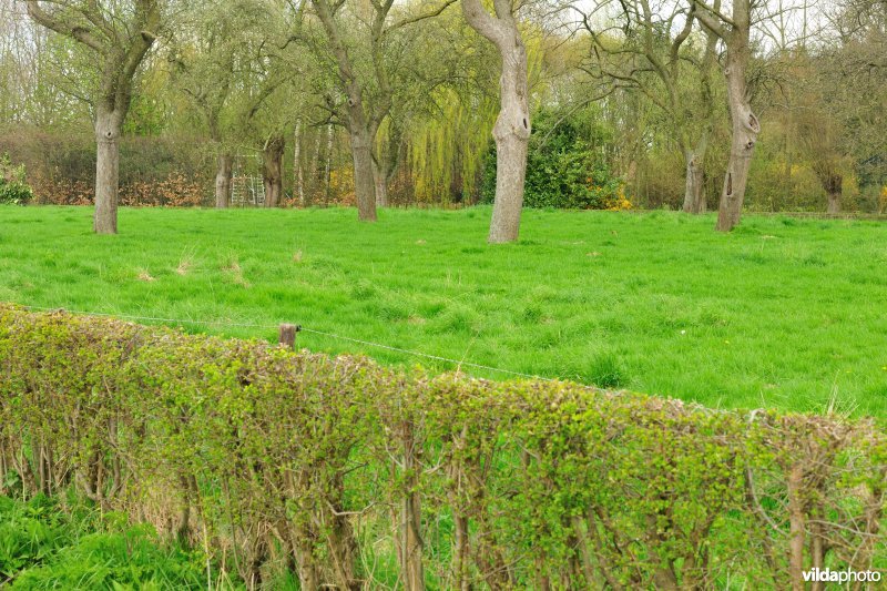 Boomgaard met meidoornhaag