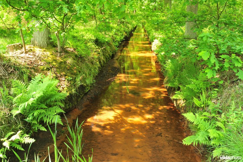 Beek in de Kempen