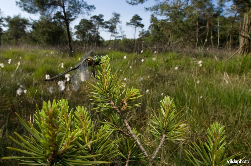 Hoogveenglanslibel in hoogveenlandschap