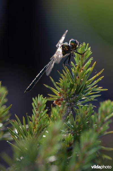 Portret van Hoogveenglanslibel