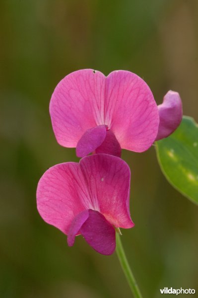 Bloemen van aardaker