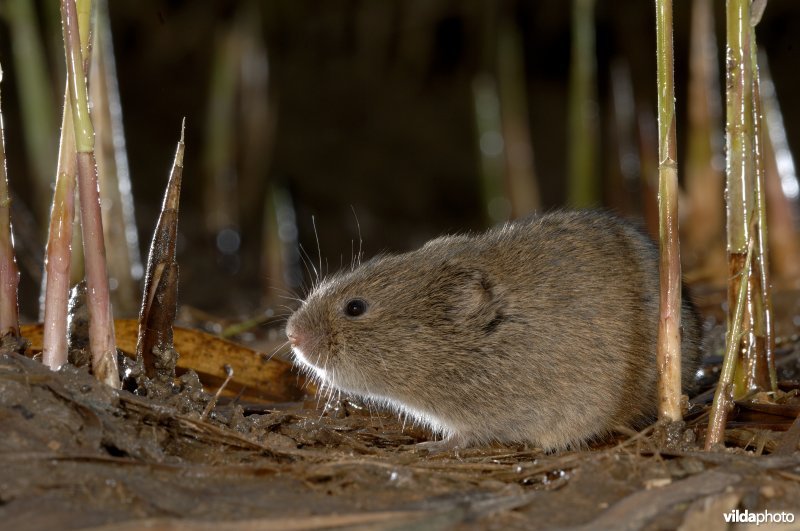 Noordse woelmuis in het donker