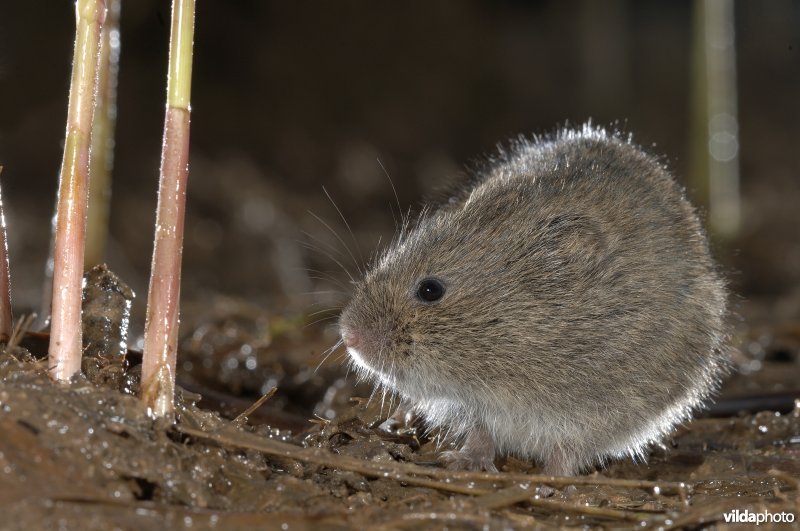 Noordse woelmuis op een bolletje