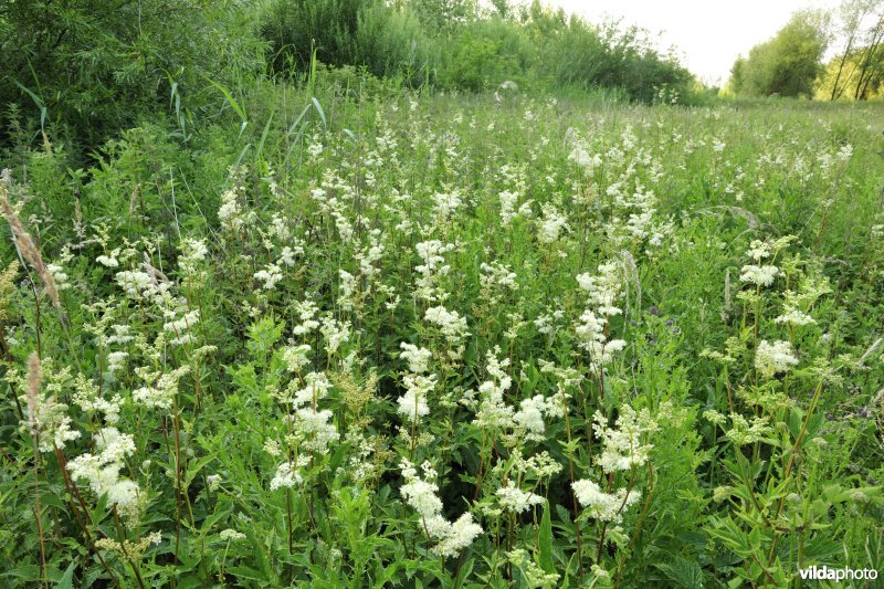 Moerasspirea in de Vlassenbroekse Polders