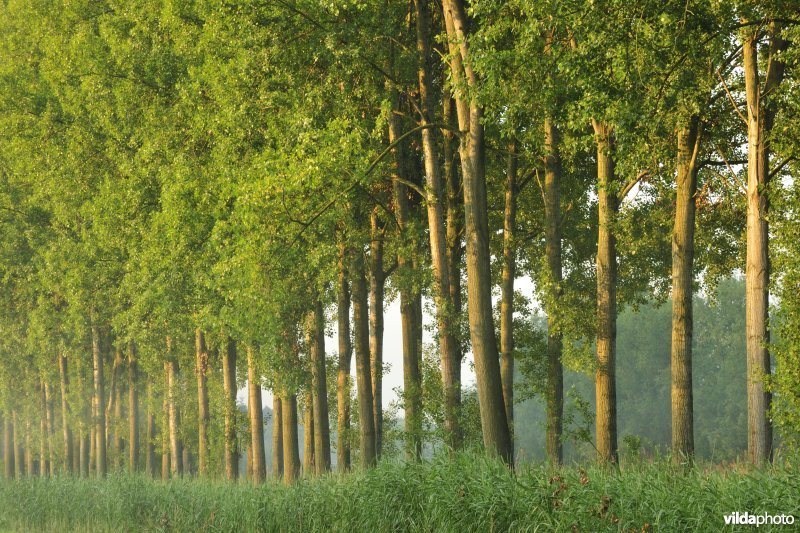 Vlassenbroekse Polders