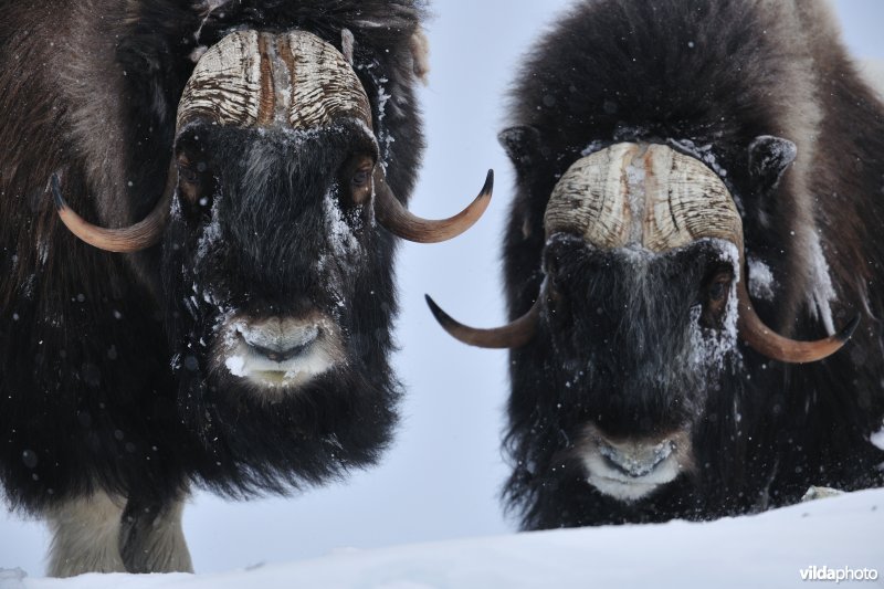 Muskusos in de sneeuw