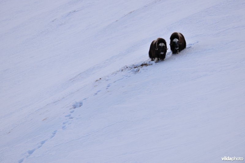 Muskusos in de sneeuw