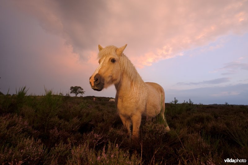 IJslandse ponies begrazen de heide op het Herikhuizerveld