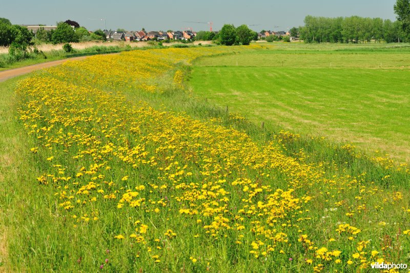 Paardeweide en Scheldedijk