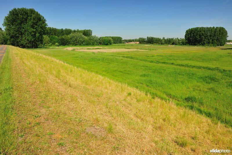 Paardebroek en begraasde Scheldedijk