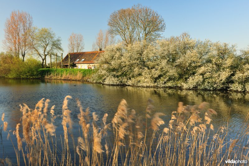 Bloeiende Sleedoorn langs de IJzer