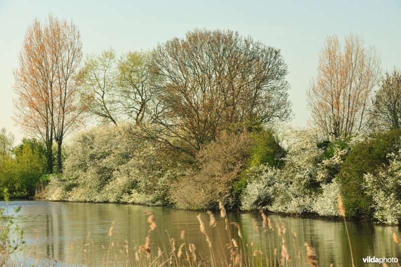 Bloeiende Sleedoorn langs de IJzer