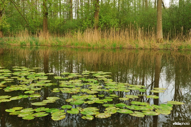 Gele plomp in het Donkmeer