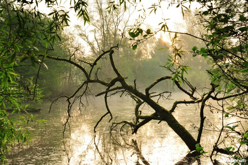 Dode boom in het Donkmeer