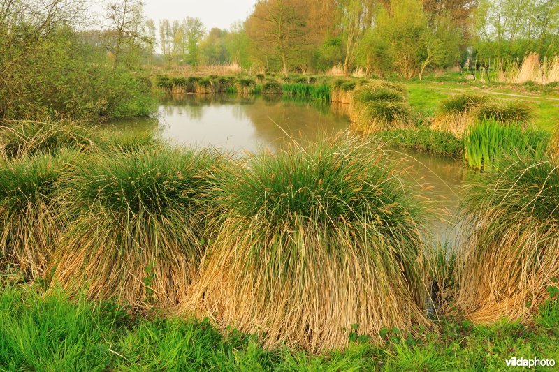 Pluimzegge in het Donkmeer