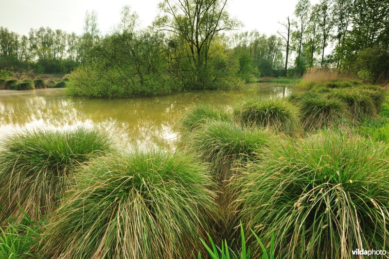 Pluimzegge in het Donkmeer