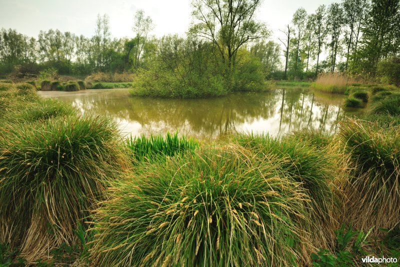 Pluimzegge in het Donkmeer