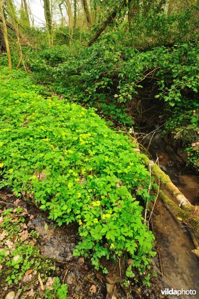 Bronbos in de Vlaamse Ardennen