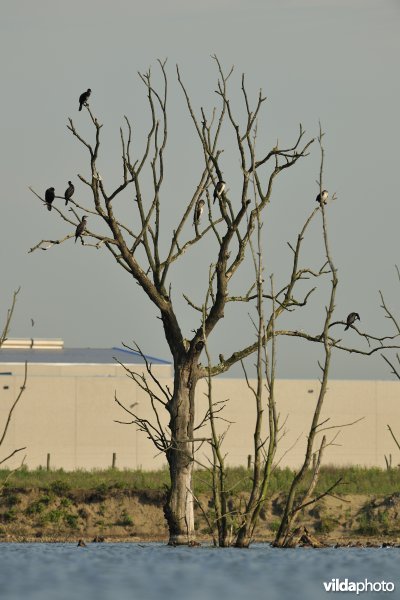 Verrebroekse plassen