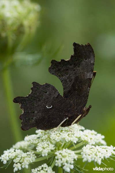 Slapende aurelia op Wilde peen