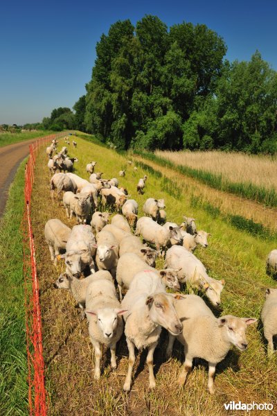 Scheldedijkbegrazing aan het Paardebroek