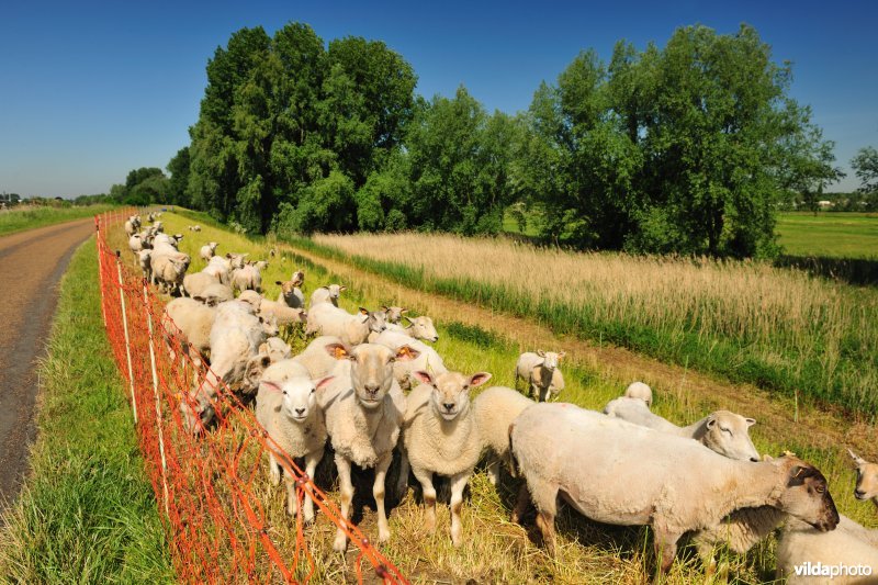 Scheldedijkbegrazing aan het Paardebroek