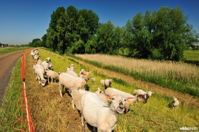 Scheldedijkbegrazing aan het Paardebroek