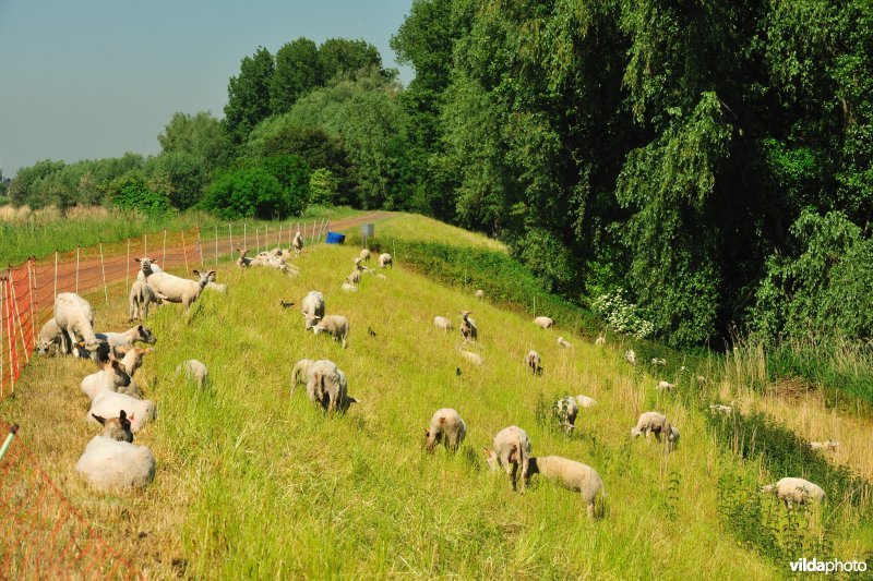 Scheldedijkbegrazing aan het Paardebroek