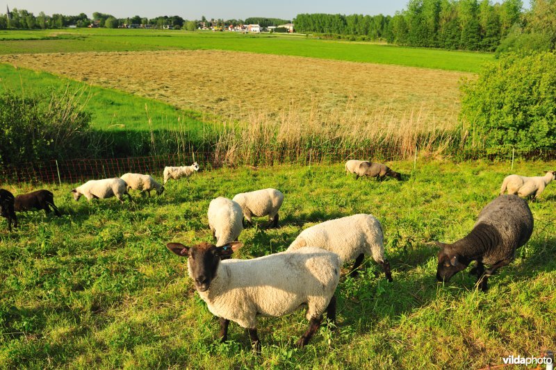 Durmedijkbegrazing aan het Grootbroek