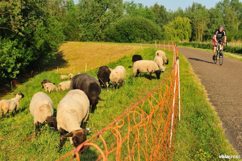 Durmedijkbegrazing aan het Grootbroek