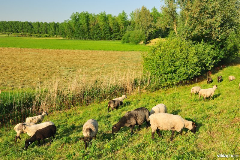 Durmedijkbegrazing aan het Grootbroek