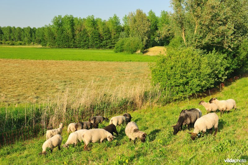 Durmedijkbegrazing aan het Grootbroek