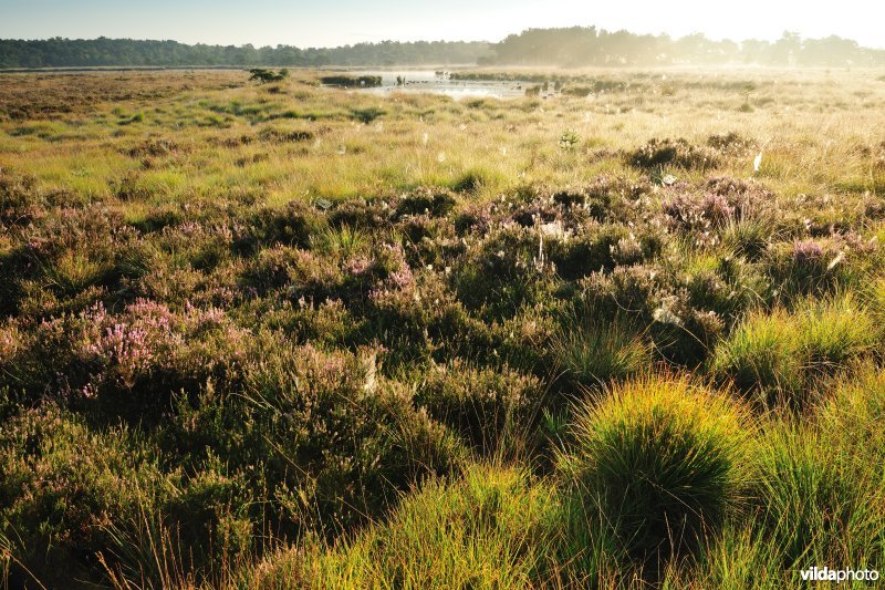 Kalmthoutse Heide