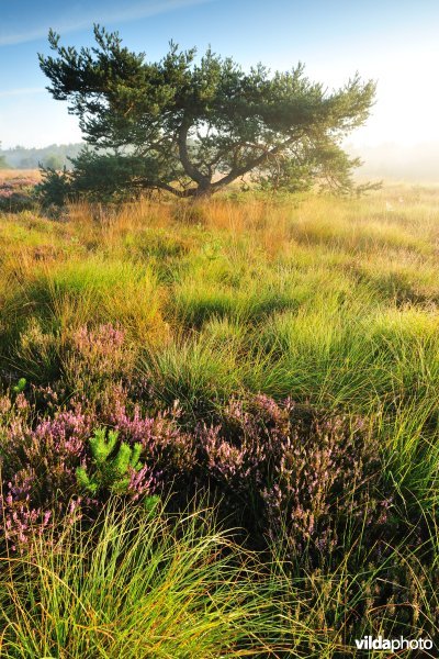 Kalmthoutse Heide