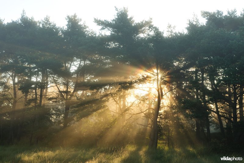 Kalmthoutse Heide