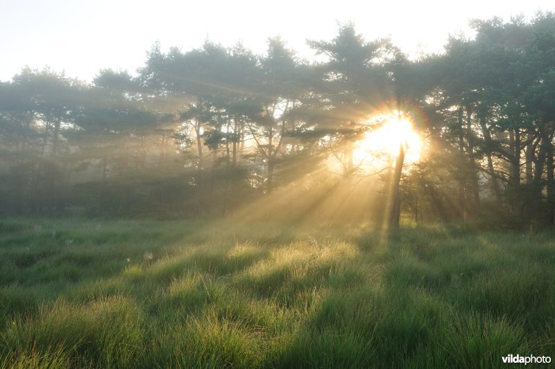 Kalmthoutse Heide