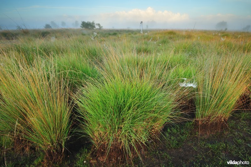Kalmthoutse Heide