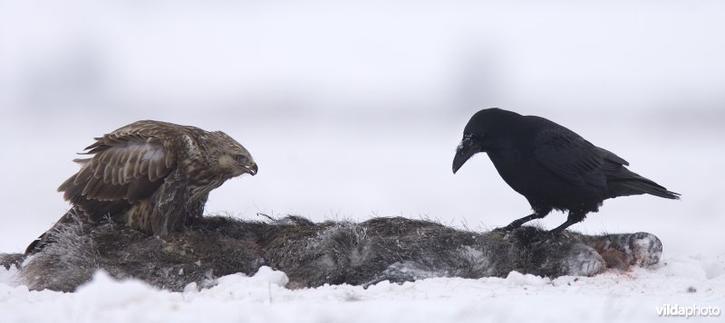 Raaf en ruigpootbuizerd aan tafel