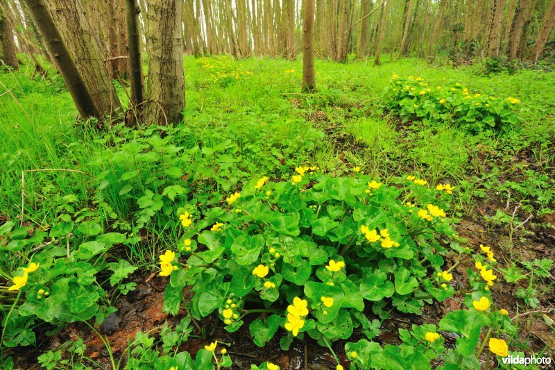 Watermolenbos