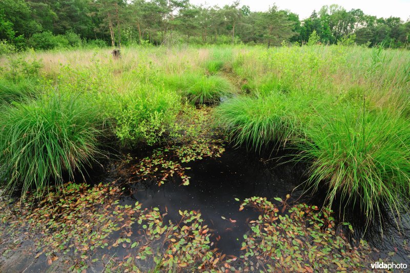 Natuurreservaat Goor-Asbroek