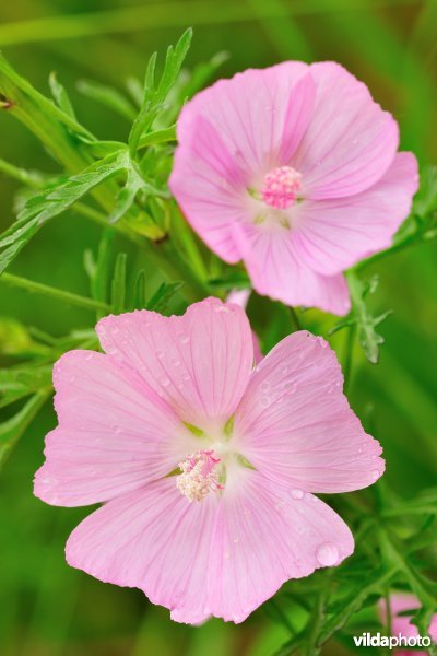 Vijfdelig kaasjeskruid