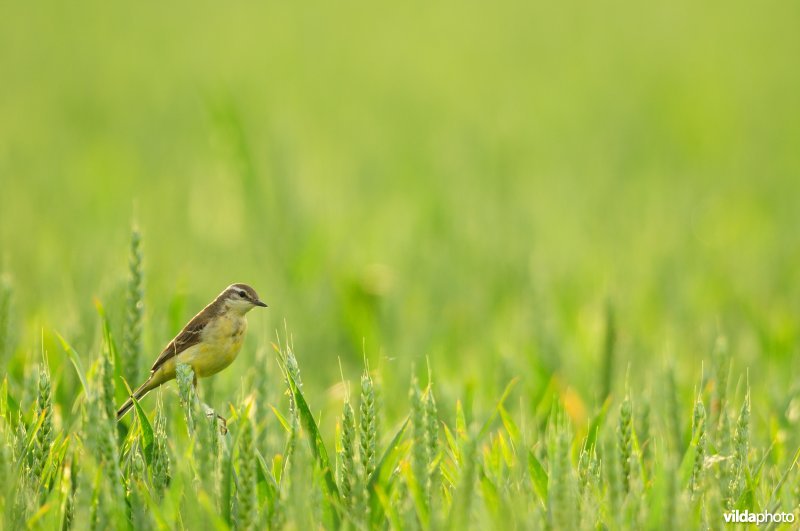 Gele kwikstaart in tarweveld