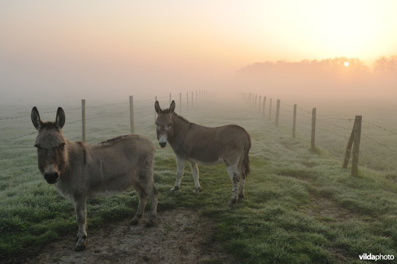 Ezel aan de Blankaart