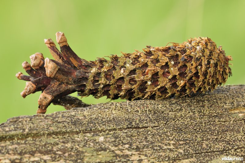 Afgeknaagde dennenappel door eekhoorn